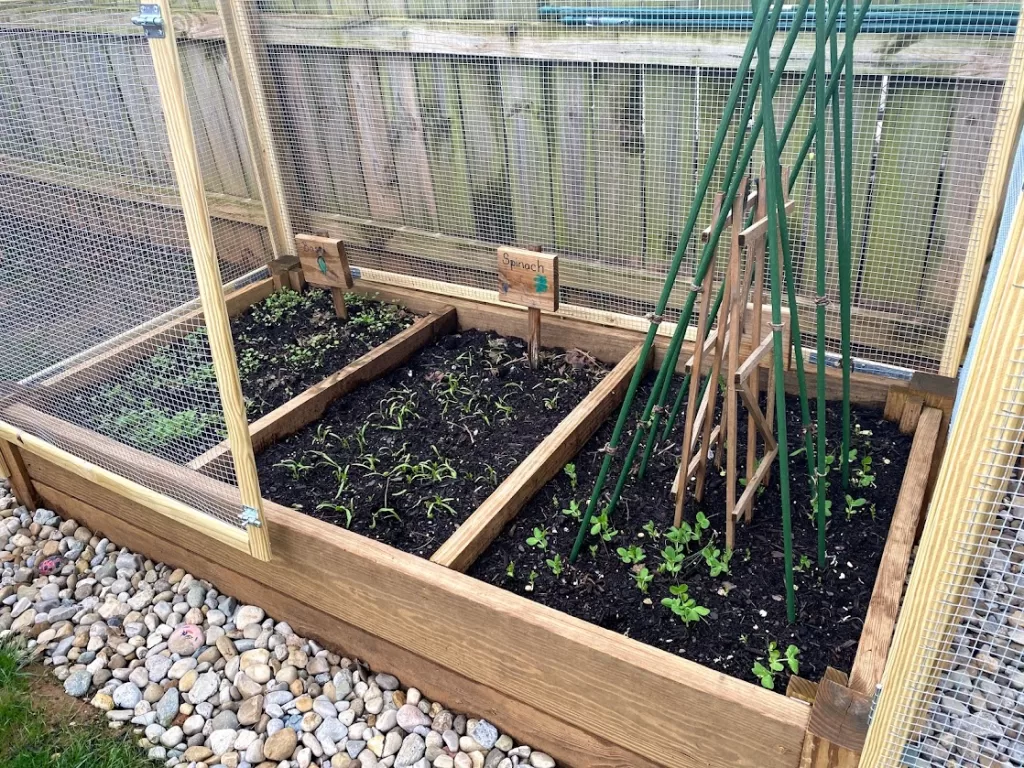 backyard garden
